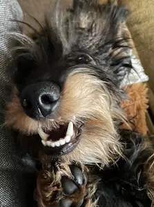 Tekkie Yuki